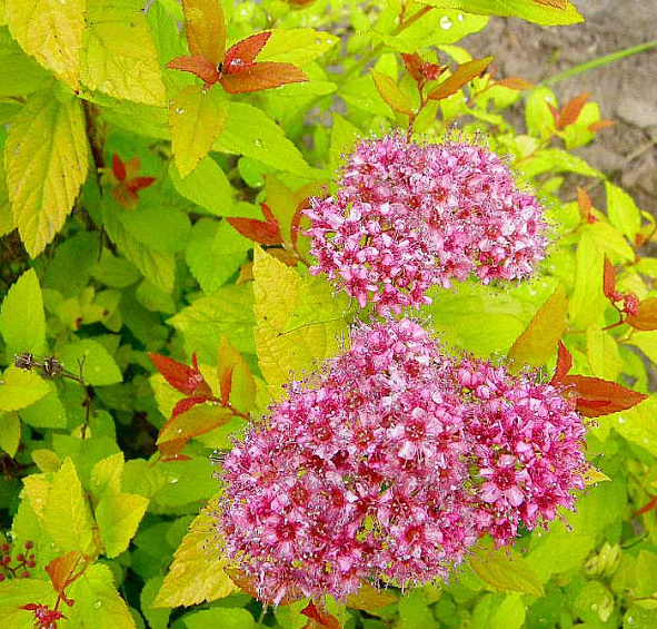 Спирея японская 'Голдфлейм'