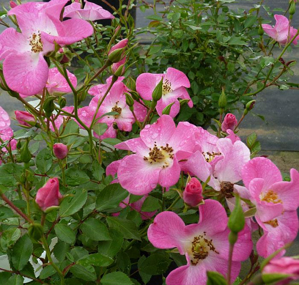 Роза Кумбайя (Rosa Cumbaya)