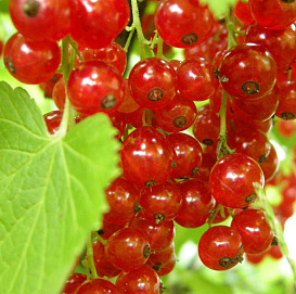 Смородина красная 'Джонкер Ван тетс'