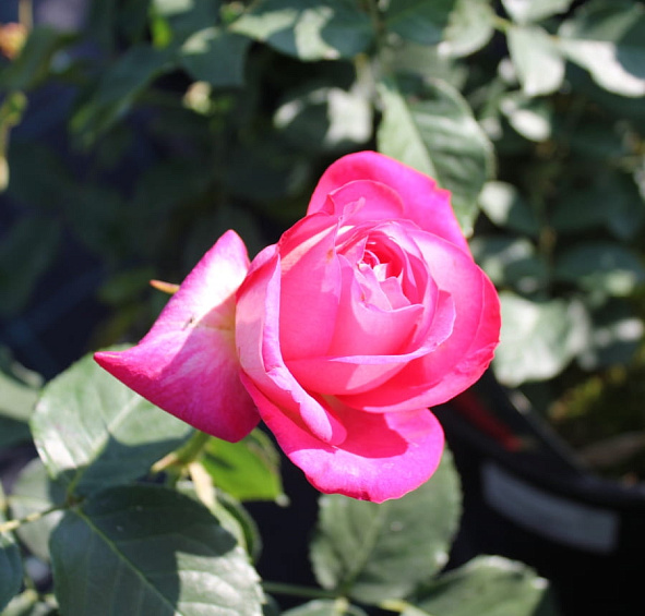 Роза 'Корфу' (чайно-гибридная) (желто - малиновая)