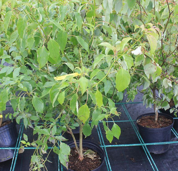 Дерен очереднолистный