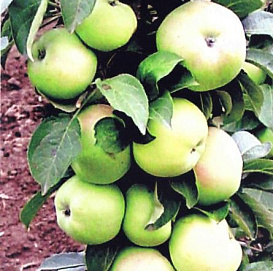 Яблоня колоновидная 'Президент'