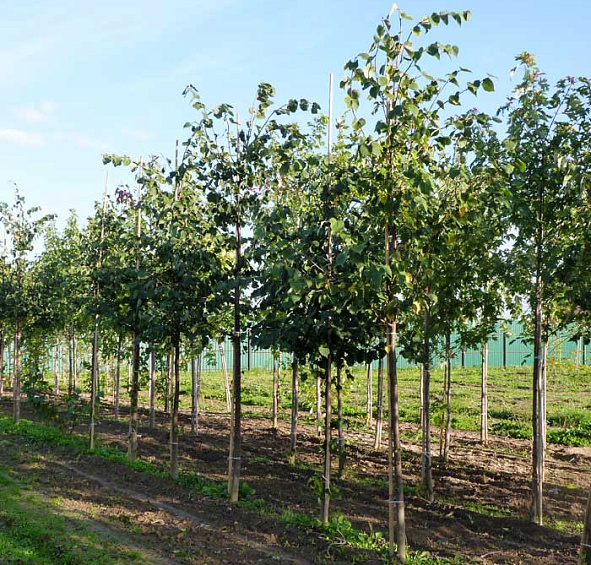 Липа мелколистная (сердцелистная)