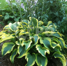 Хоста гибридная (вздутая, волнистая) 'Атлантида'