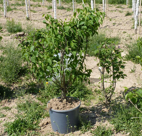 Сирень обыкновенная 'Примроуз' (кремово - желтая)