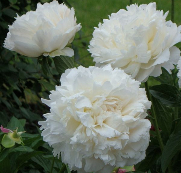 Пион молочноцветковый 'Сноу Суприм' (белый)