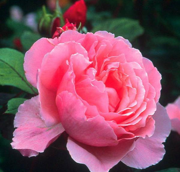 Роза Бразэ Кадфаэль (Brother Cadfael)