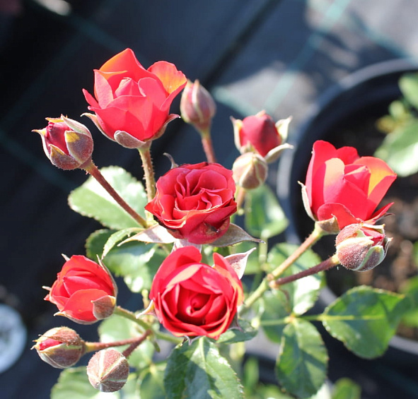 Роза 'Бордер Кинг' (миниатюрные) (красная)