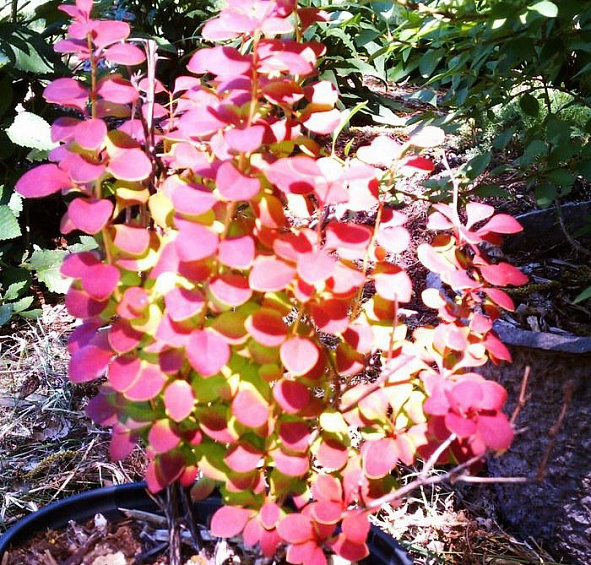 Барбарис Тунберга 'Оранж Рокет'