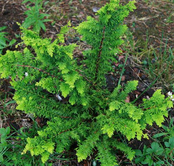 Кипарисовик горохоплодный 'Тедди Бир'