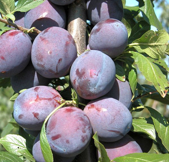 Слива 'Венгерка московская'