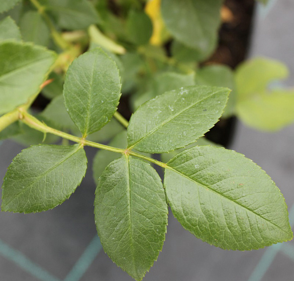 Роза 'Леди Романтика' (флорибунда) (белая)