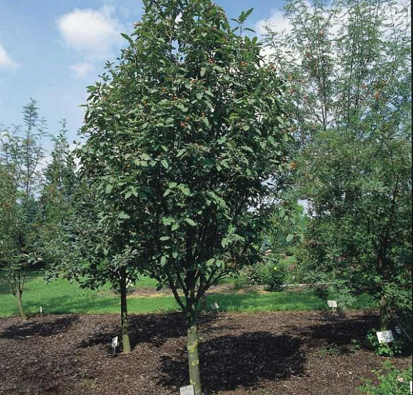 Рябина тюрингская 'Фастигиата'