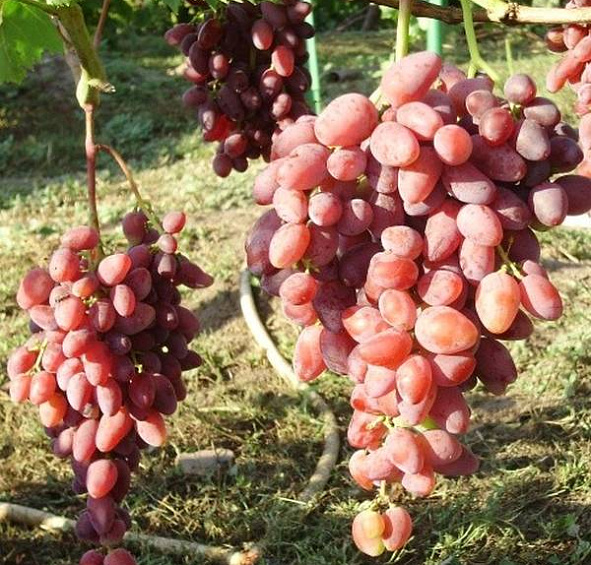 Виноград Аметист Новочеркасский