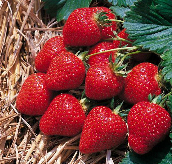 Земляника садовая (клубника) Пандора