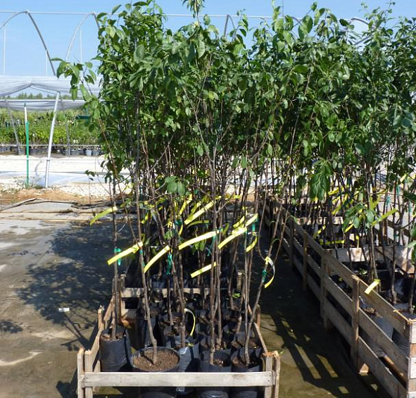 Слива Синий дар