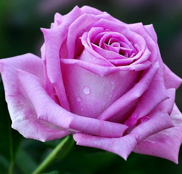 Роза 'Аква' (чайно-гибридная) (розово-сиреневая)