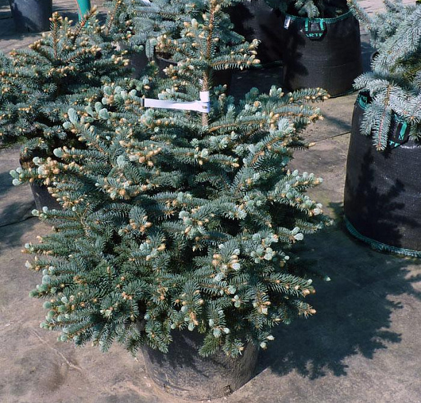 Ель колючая 'Монтгомери'