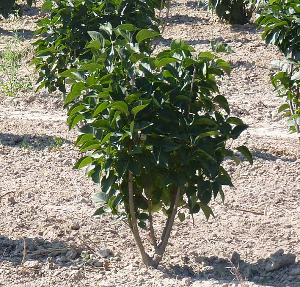 Сирень обыкновенная