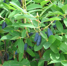 Жимолость съедобная 'Пушкинская'