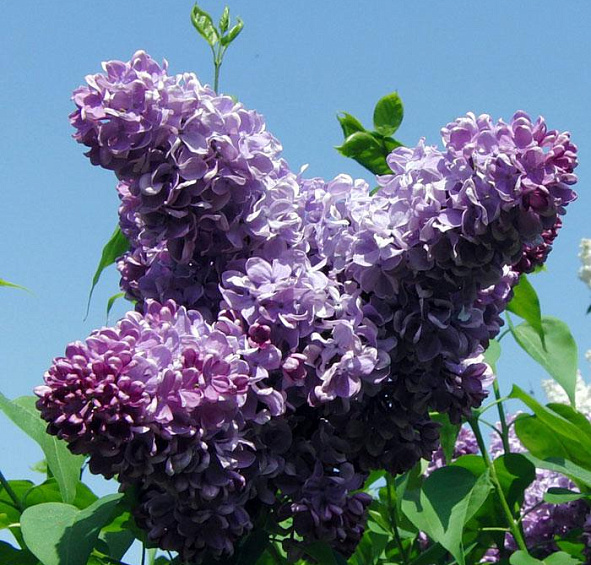 Сирень обыкновенная 'Рум фон Хорстенштайн' (пурпурно - голубая)