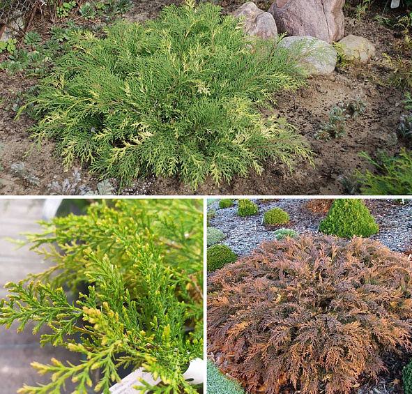 Микробиота перекрестнопарная 'Голдспот' 