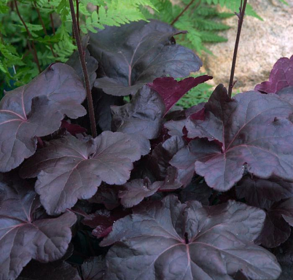 Гейхера гибридная 'Обсидиан'