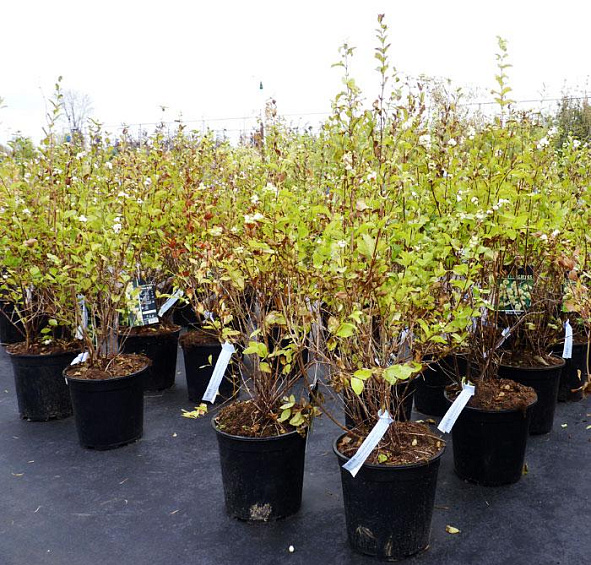 Снежноягодник Доренбоза 'Уайт Хедж'