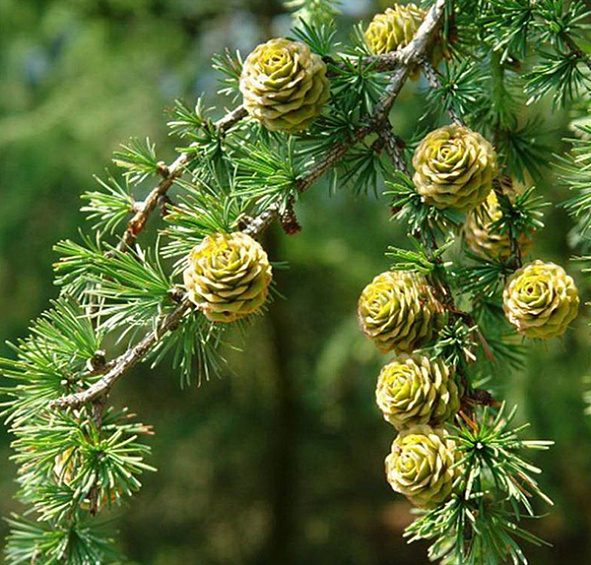 Лиственница тонкочешуйчатая (Кемпфера, японская)