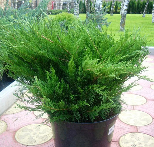 Можжевельник пфитцериана 'Минт Джулеп'