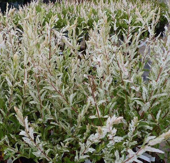 Ива цельнолистная 'Хакуро-Нишики'