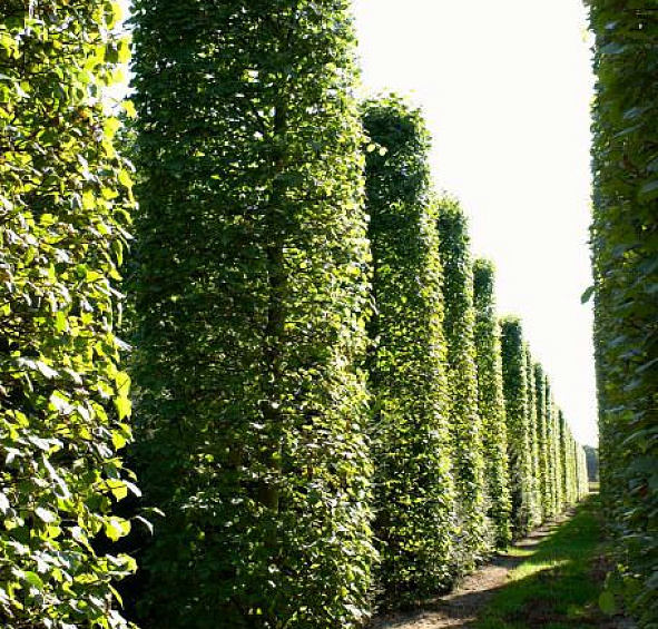 Липа европейская 'Паллида'