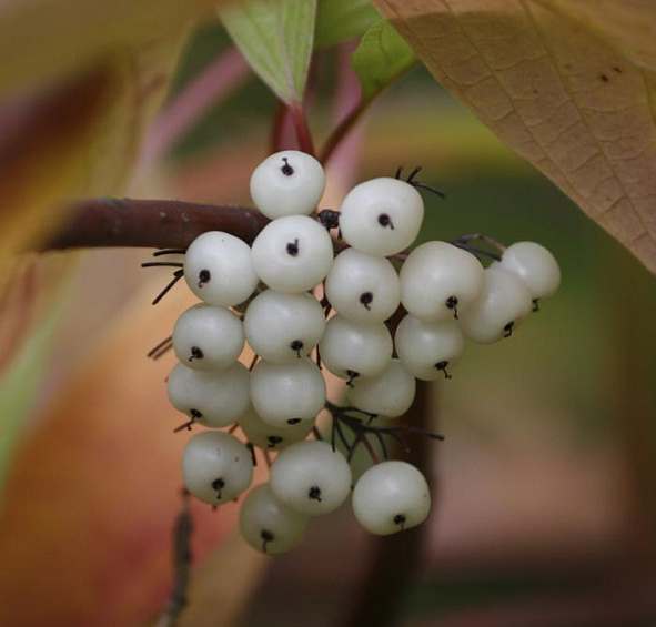 Дерен белый