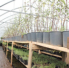 Фотоальбом Апрель в садовом центре (2012 г) Рассада и саженцы