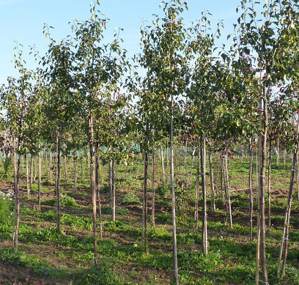 Яблоня декоративная 'Профьюжн'