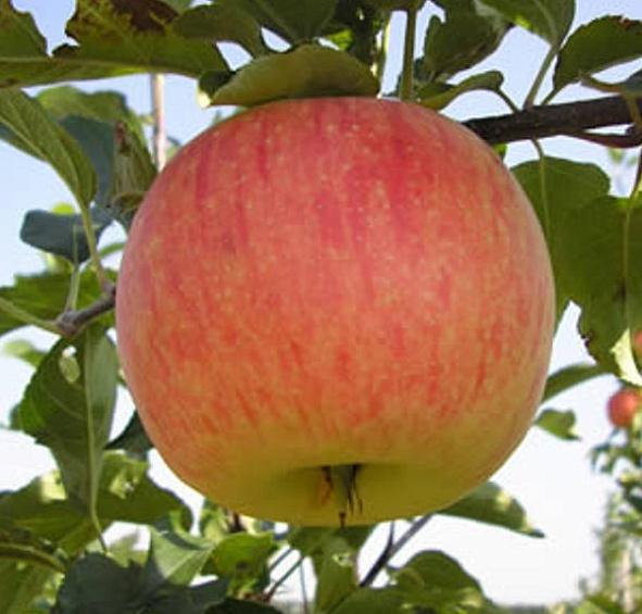 Яблоня домашняя 'Коричное Полосатое'