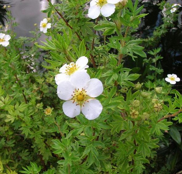 Лапчатка кустарниковая 'Абботсвуд'