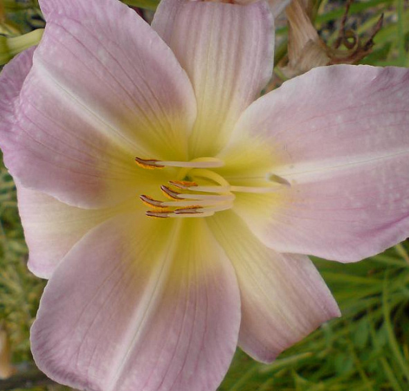 Лилейник Катерина Вудбери