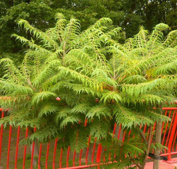 Сумах пушистый (уксусное дерево) 'Диссекта'