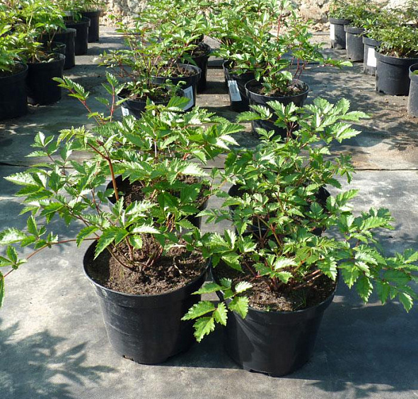 Астильба японская Бремен