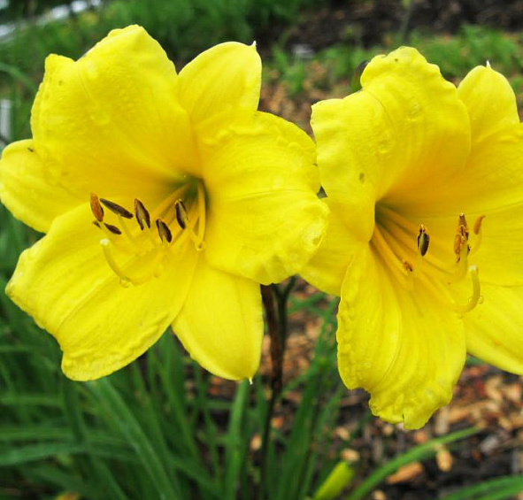 Лилейник Мини Стелла