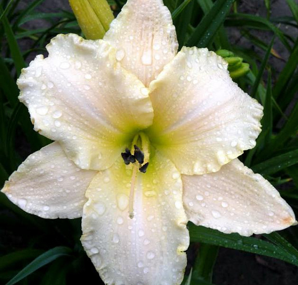 Лилейник Арктик Сноу