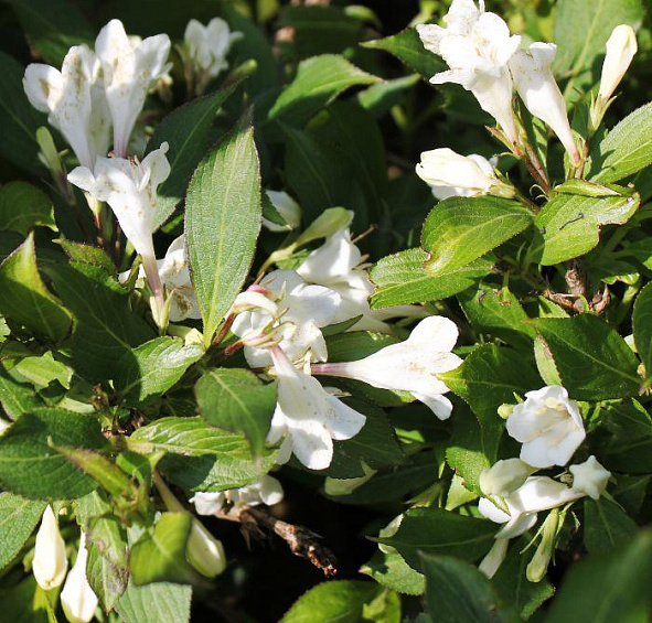 Вейгела 'Блэк энд Уайт'