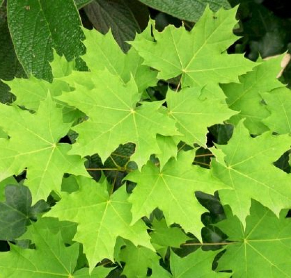 Клен остролистный