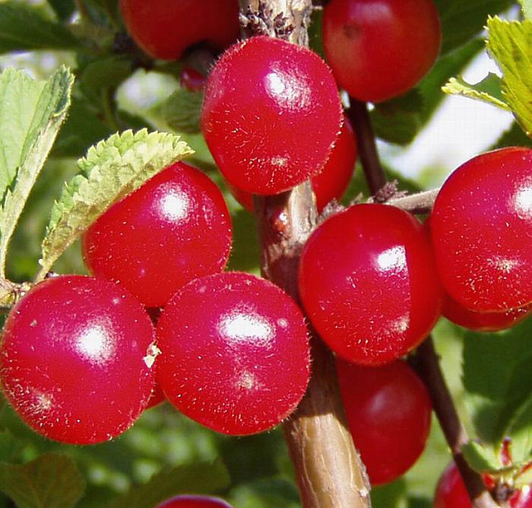 Вишня войлочная