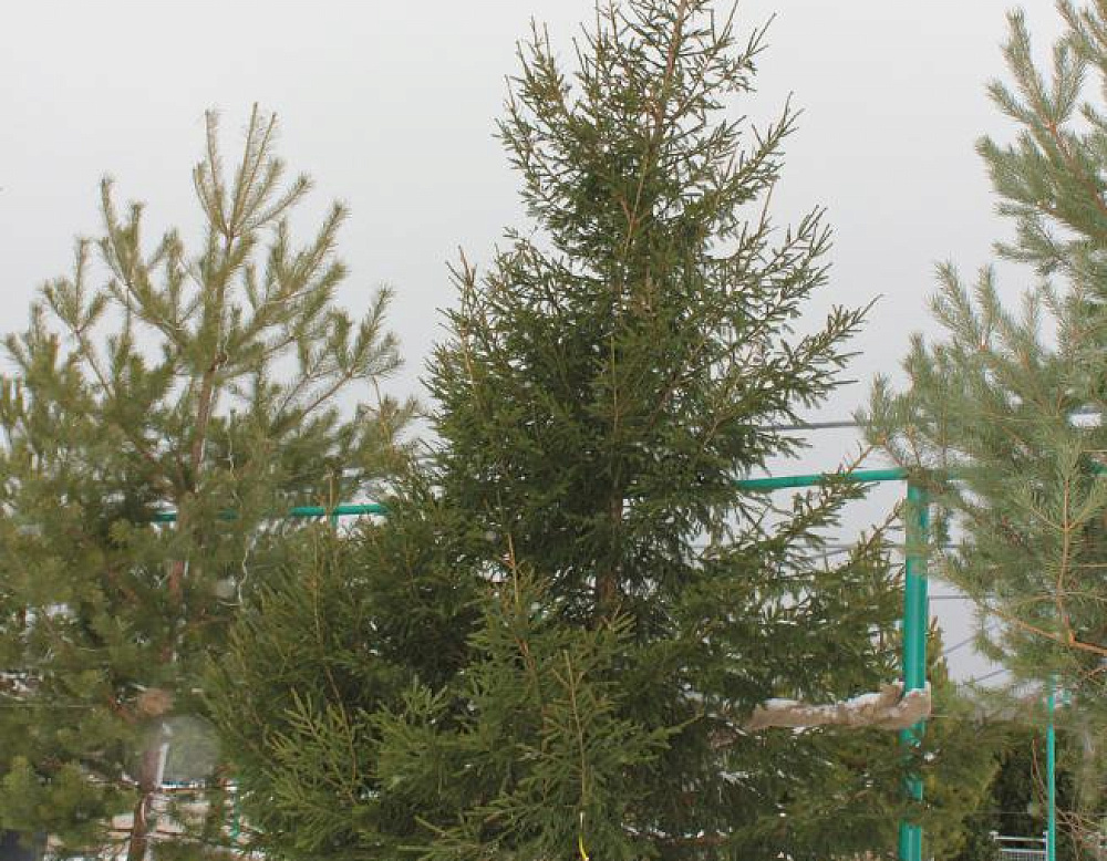 Фотоальбом Хвойные в садовом центре. Ноябрь 2012 Хвойные в садовом центре Южный. Ноябрь 2012