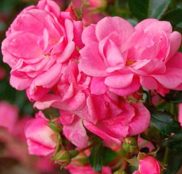 Роза 'Пальменгартен Франкфурт' (почвопокровная) (розовая)