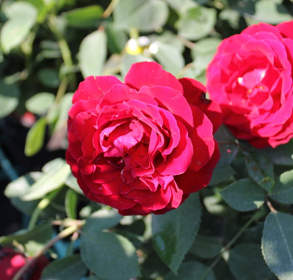 Роза 'Омаж а Барбара' (флорибунда) (темно красная)