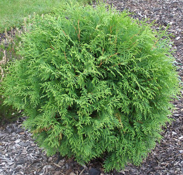 Туя западная 'Глобоза'