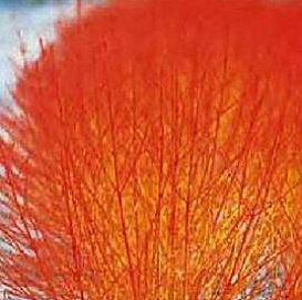 Анис овощной Блюз